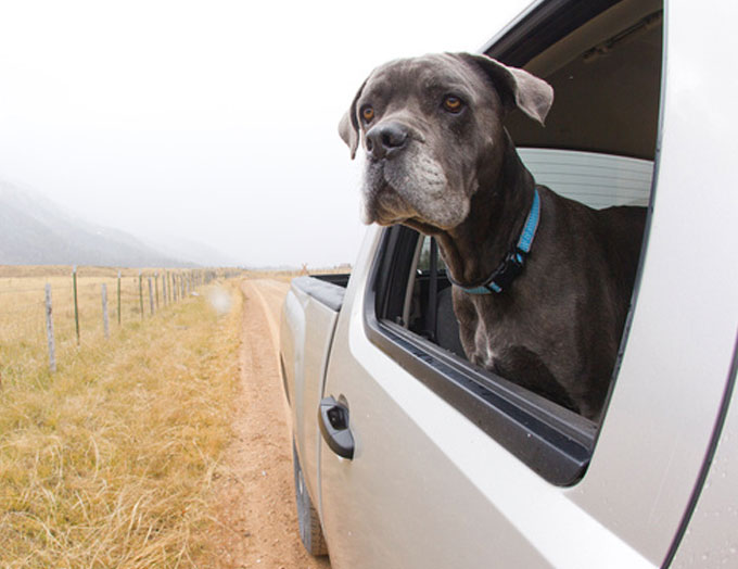 Pet Travel